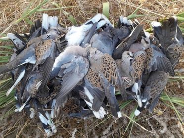 oiseaux tués par les chasseurs